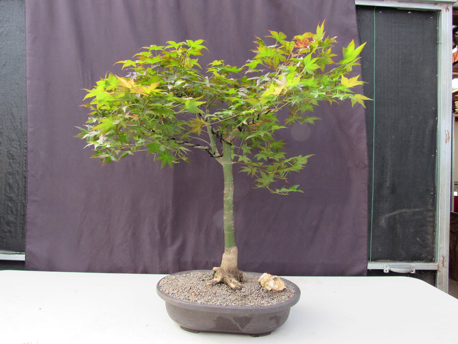 41 Year Old Shindeshojo Japanese Maple Specimen Bonsai Tree Profile