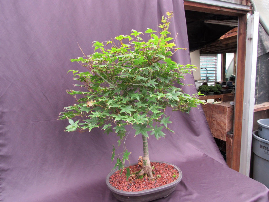 41 Year Old Shindeshojo Japanese Maple Specimen Bonsai Tree Side