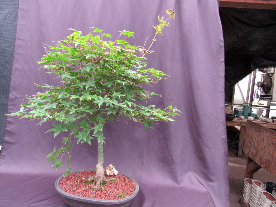 41 Year Old Shindeshojo Japanese Maple Specimen Bonsai Tree Softer Side