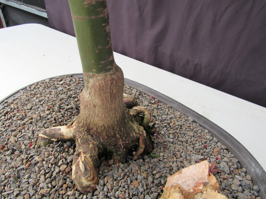 41 Year Old Shindeshojo Japanese Maple Specimen Bonsai Tree Trunk