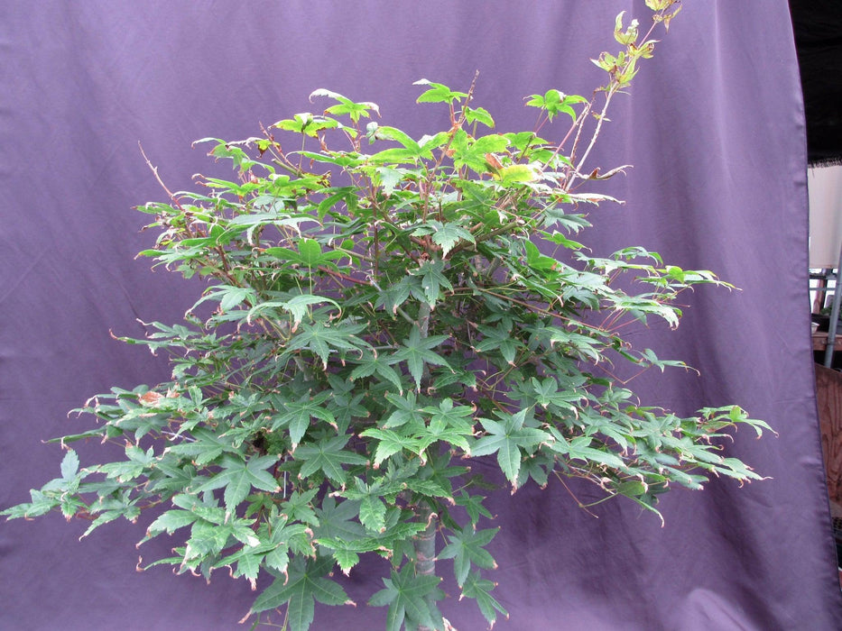 mystic blue maple bonsai tree 41 Year Old Shindeshojo Japanese Maple Specimen Bonsai Tree