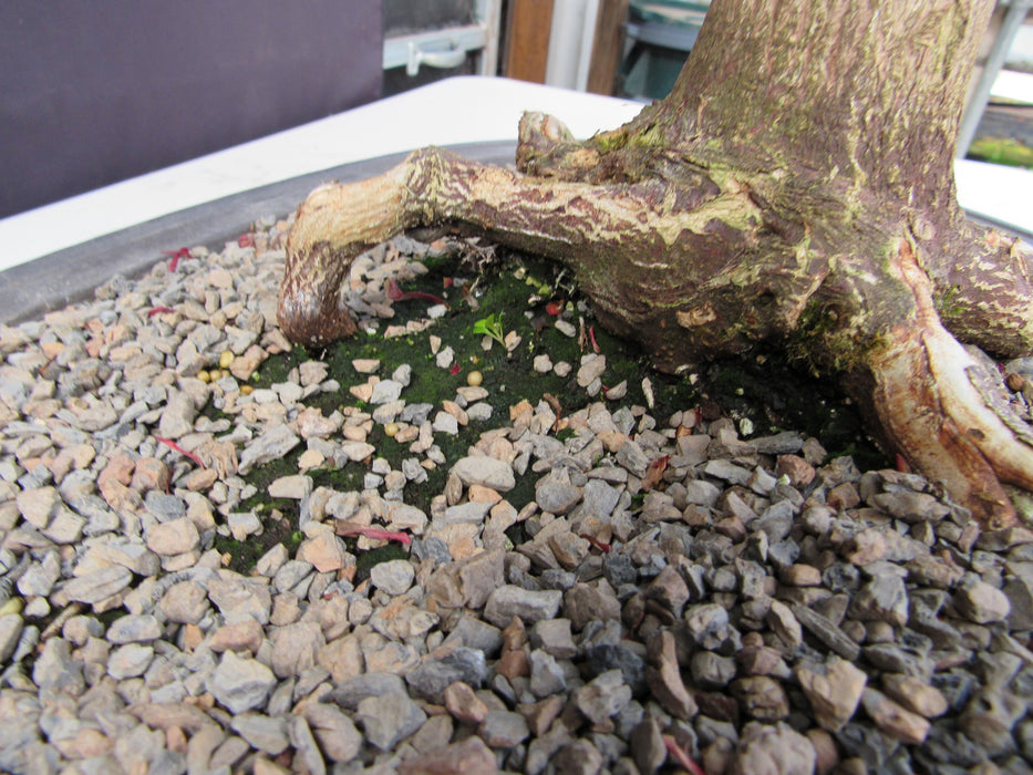 41 Year Old Shindeshojo Japanese Maple Specimen Bonsai Tree Roots