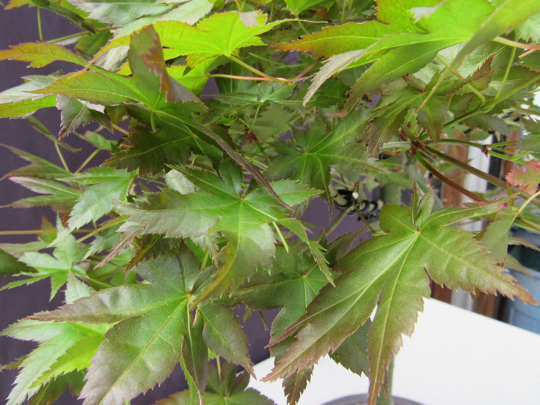 41 Year Old Shindeshojo Japanese Maple Specimen Bonsai Tree Leaves