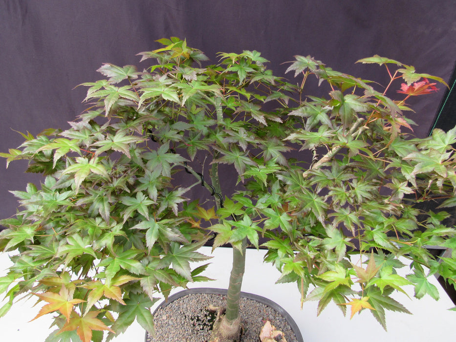 41 Year Old Shindeshojo Japanese Maple Specimen Bonsai Tree Canopy