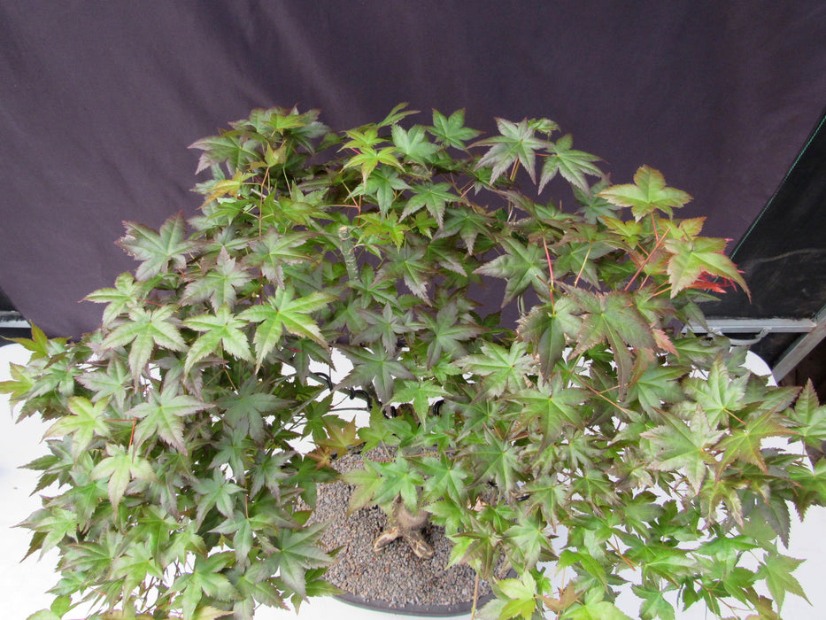 41 Year Old Shindeshojo Japanese Maple Specimen Bonsai Tree Foliage