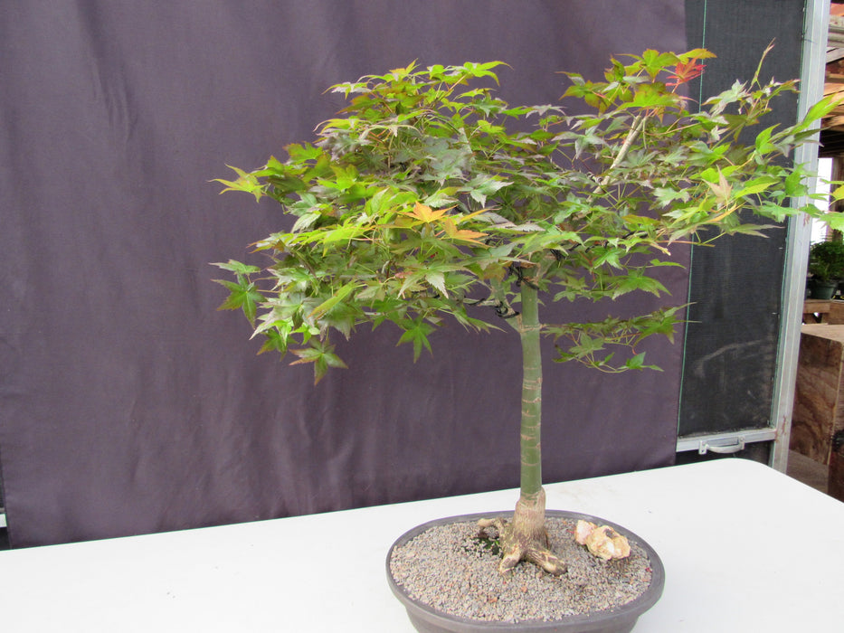 41 Year Old Shindeshojo Japanese Maple Specimen Bonsai Tree Side