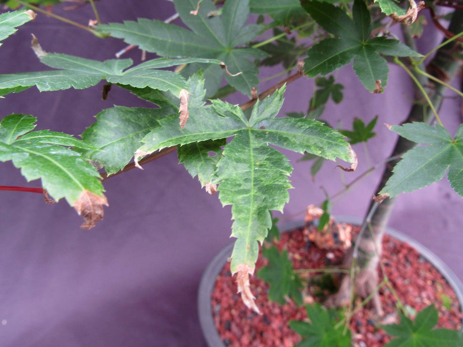 41 Year Old Shindeshojo Japanese Maple Specimen Bonsai Tree Foliage