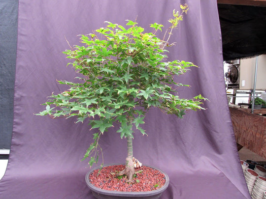 japanese spindle tree bonsai 41 Year Old Shindeshojo Japanese Maple Specimen Bonsai Tree