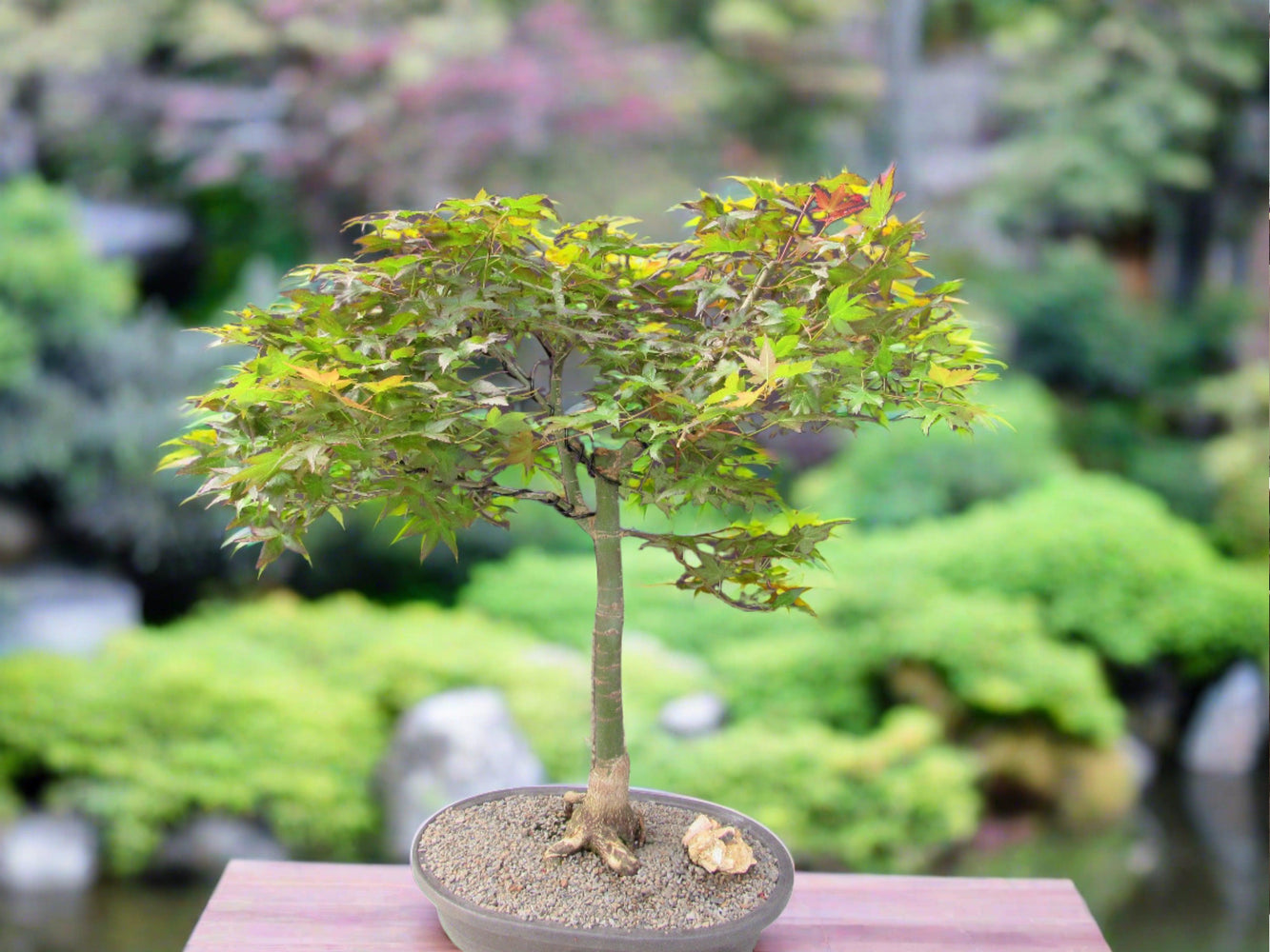 buy maple bonsai tree 41 Year Old Shindeshojo Japanese Maple Specimen Bonsai Tree