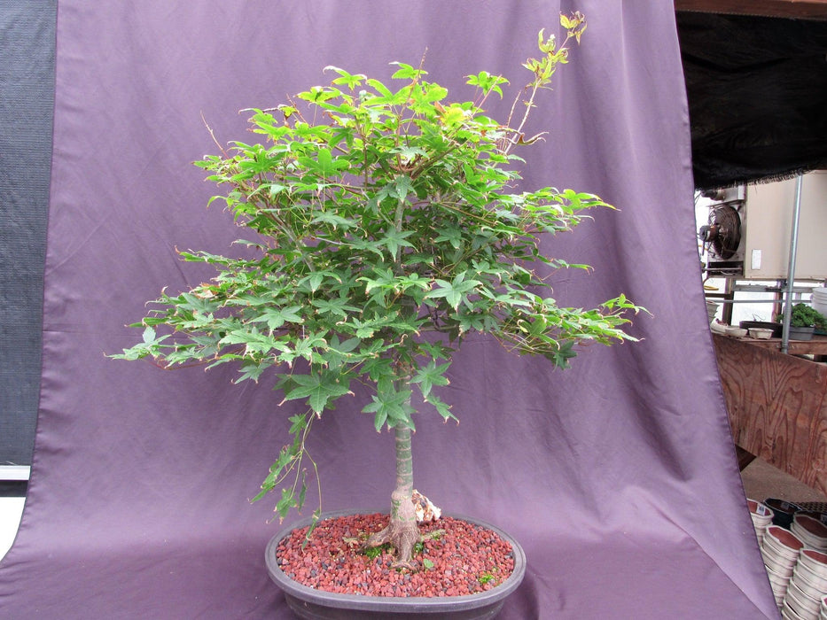 41 Year Old Shindeshojo Japanese Maple Specimen Bonsai Tree