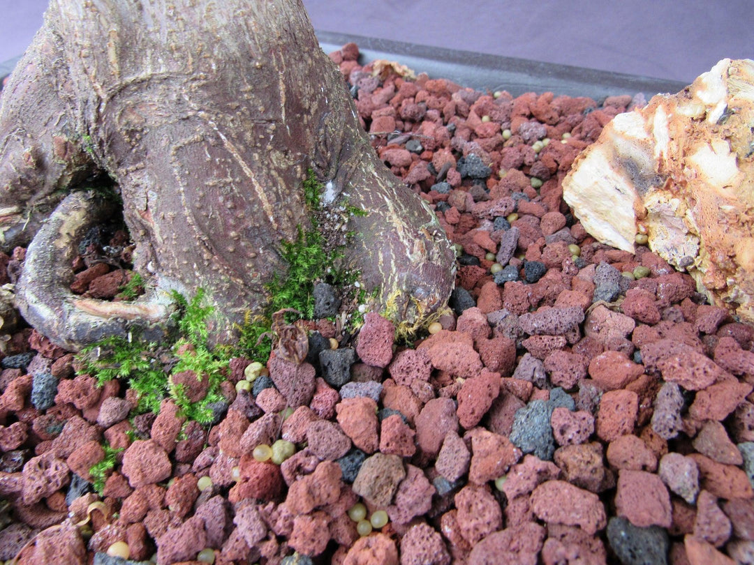 42 Year Old Shindeshojo Japanese Maple Specimen Bonsai Tree Side Roots