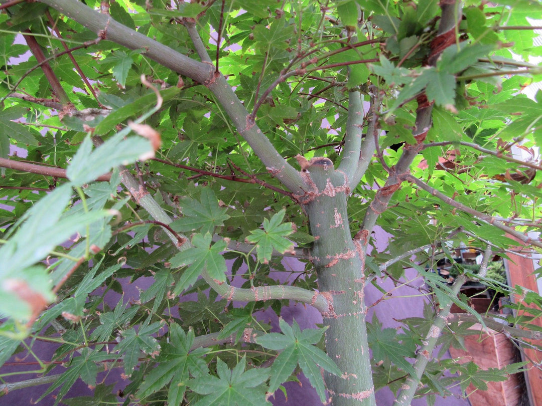 42 Year Old Shindeshojo Japanese Maple Specimen Bonsai Tree Branch Structure