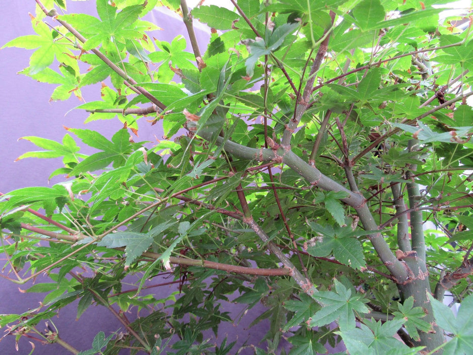 42 Year Old Shindeshojo Japanese Maple Specimen Bonsai Tree Branches