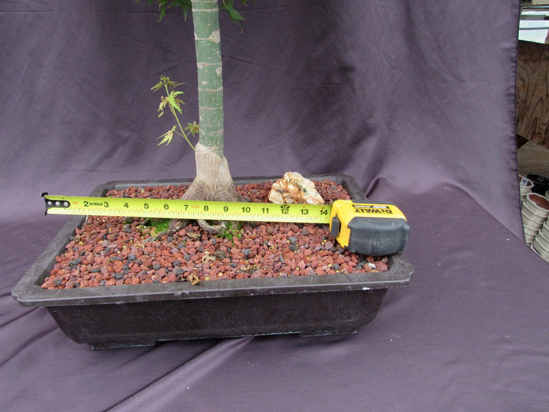 42 Year Old Shindeshojo Japanese Maple Specimen Bonsai Tree Width