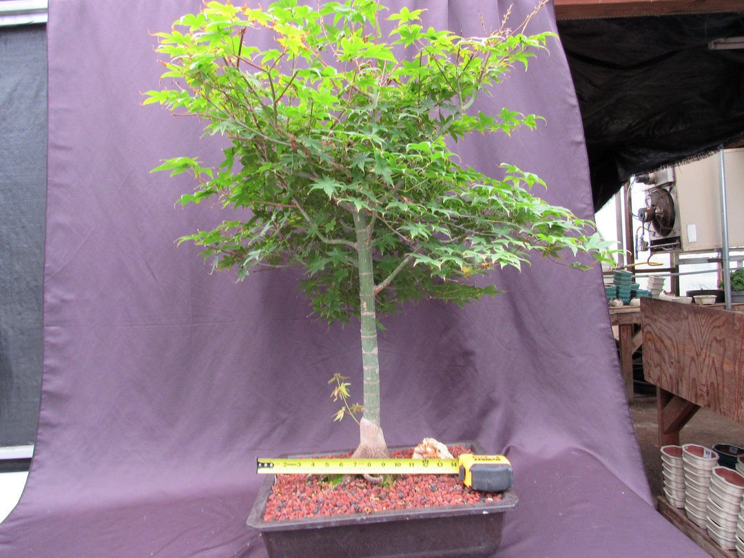 42 Year Old Shindeshojo Japanese Maple Specimen Bonsai Tree Size