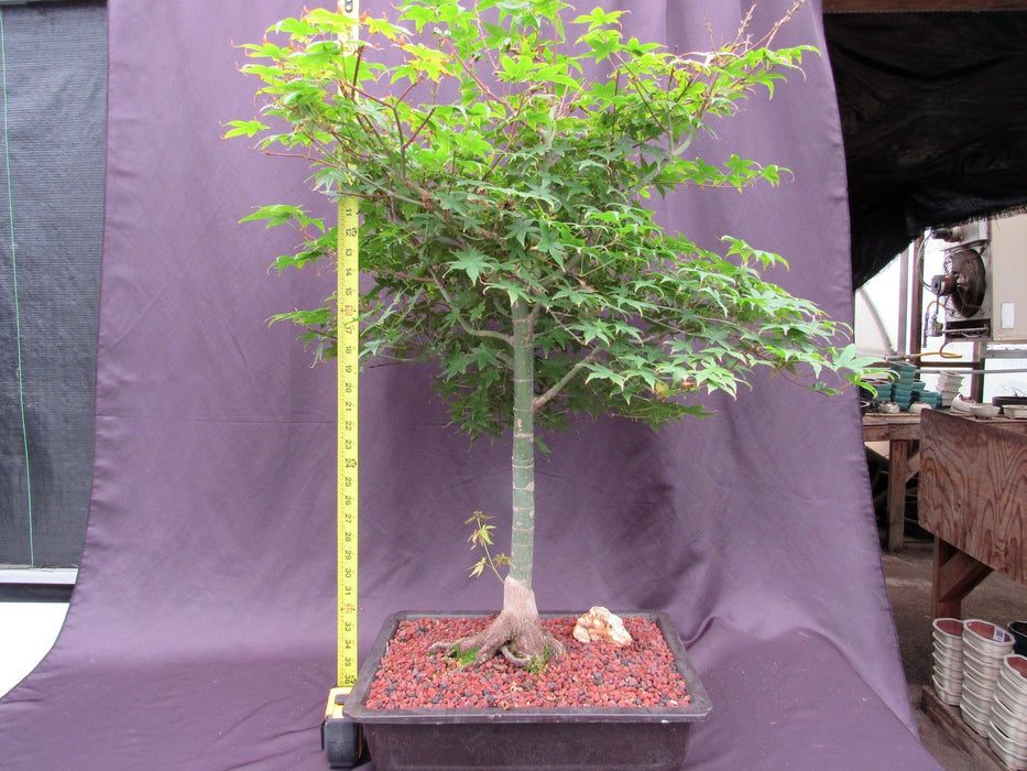 42 Year Old Shindeshojo Japanese Maple Specimen Bonsai Tree Height
