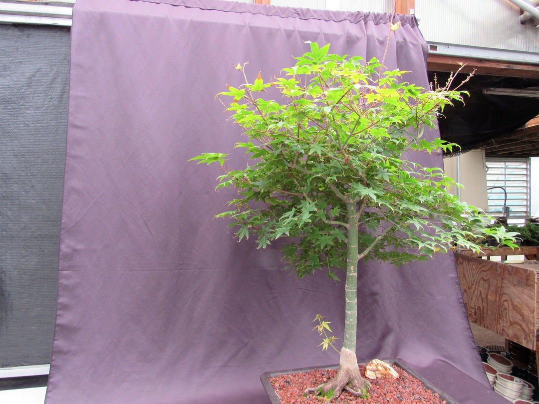 42 Year Old Shindeshojo Japanese Maple Specimen Bonsai Tree Side