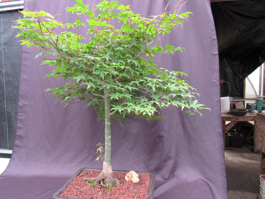 shade bonsai tree 42 Year Old Shindeshojo Japanese Maple Specimen Bonsai Tree