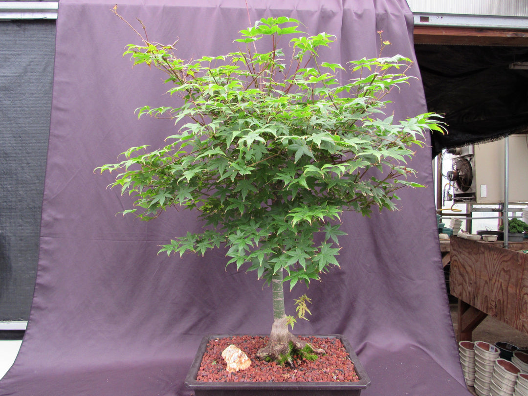 42 Year Old Shindeshojo Japanese Maple Specimen Bonsai Tree Back
