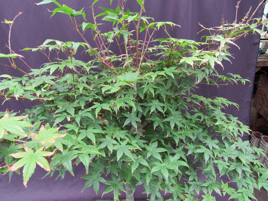 42 Year Old Shindeshojo Japanese Maple Specimen Bonsai Tree Canopy