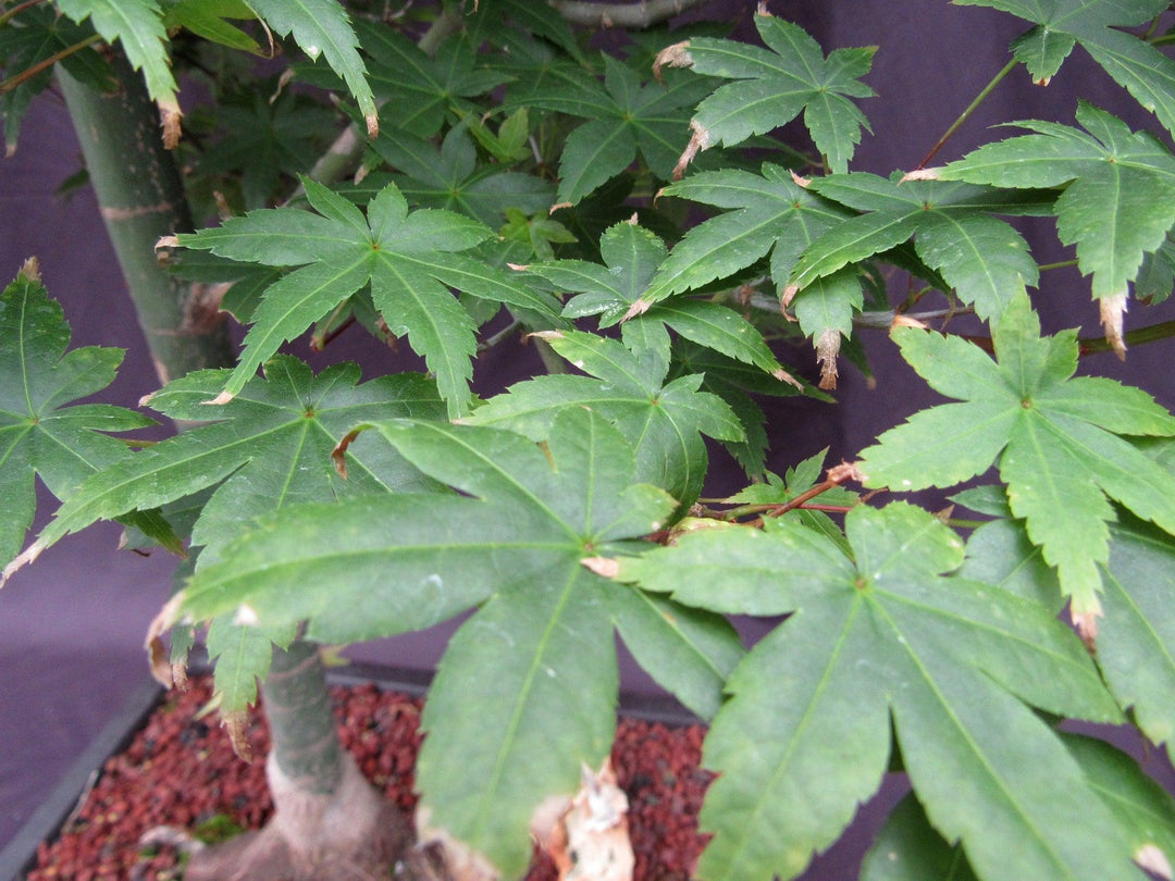 42 Year Old Shindeshojo Japanese Maple Specimen Bonsai Tree Summer Foliage