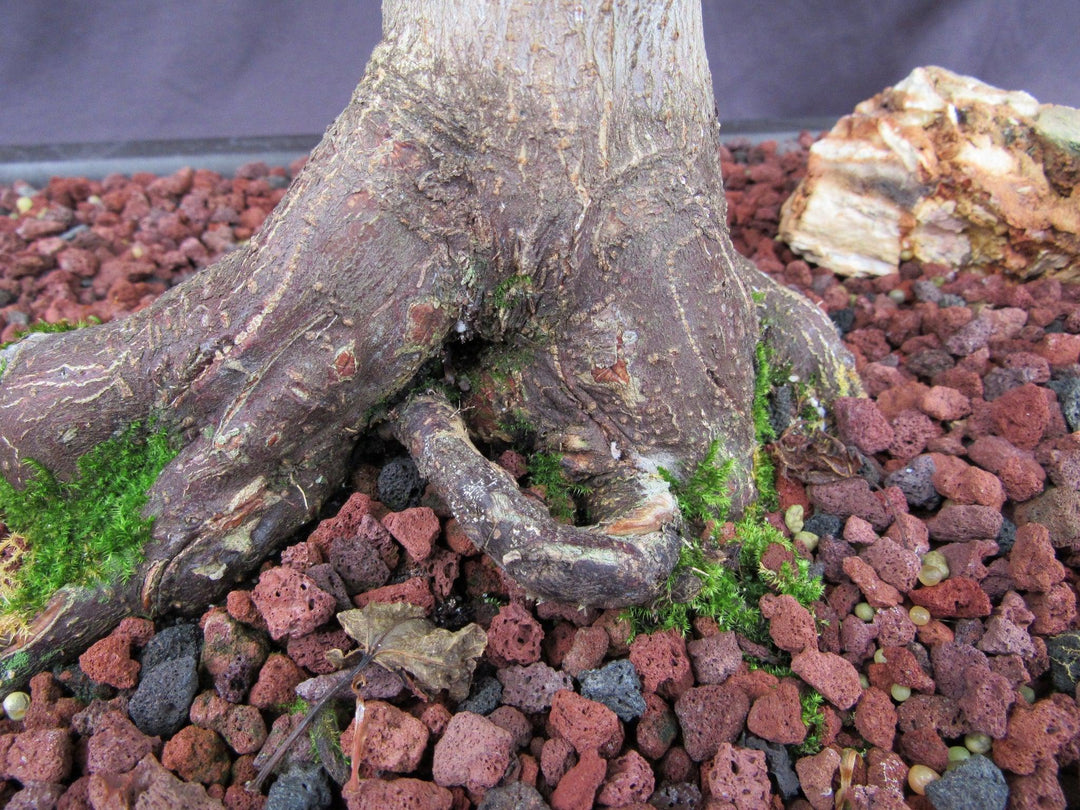 42 Year Old Shindeshojo Japanese Maple Specimen Bonsai Tree Roots