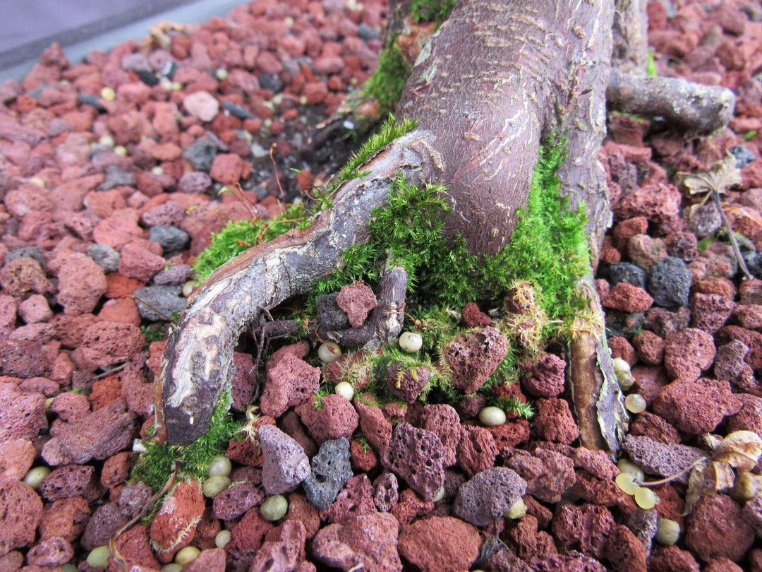 42 Year Old Shindeshojo Japanese Maple Specimen Bonsai Tree Back Mossy Roots