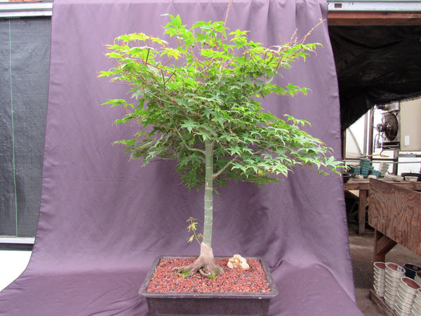 japanese mountain maple bonsai tree 42 Year Old Shindeshojo Japanese Maple Specimen Bonsai Tree