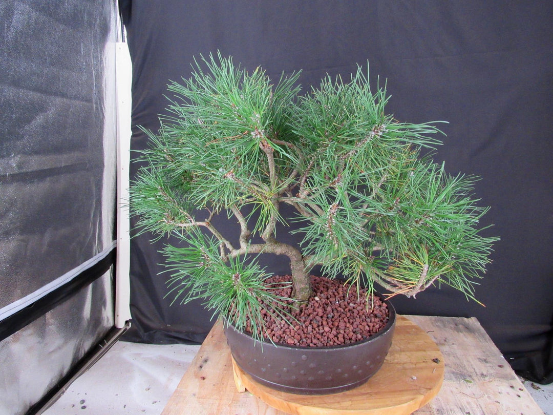43 Year Old Mugo Pine Specimen Bonsai Tree - Back