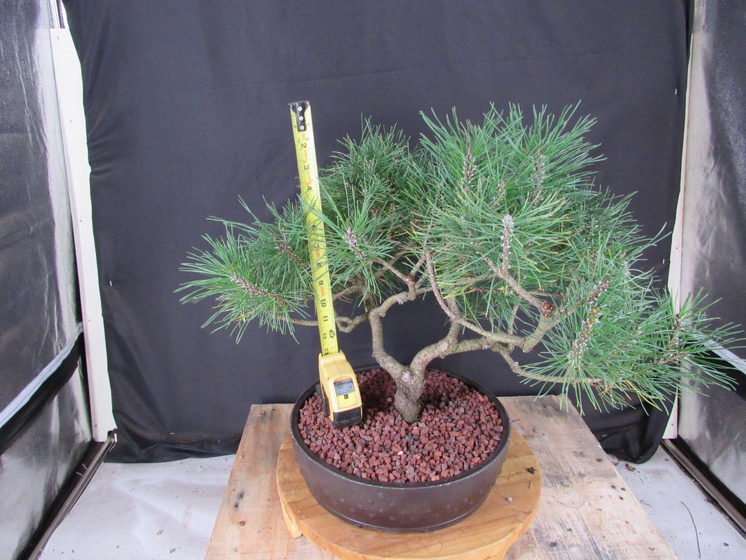 43 Year Old Mugo Pine Specimen Bonsai Tree - Tall