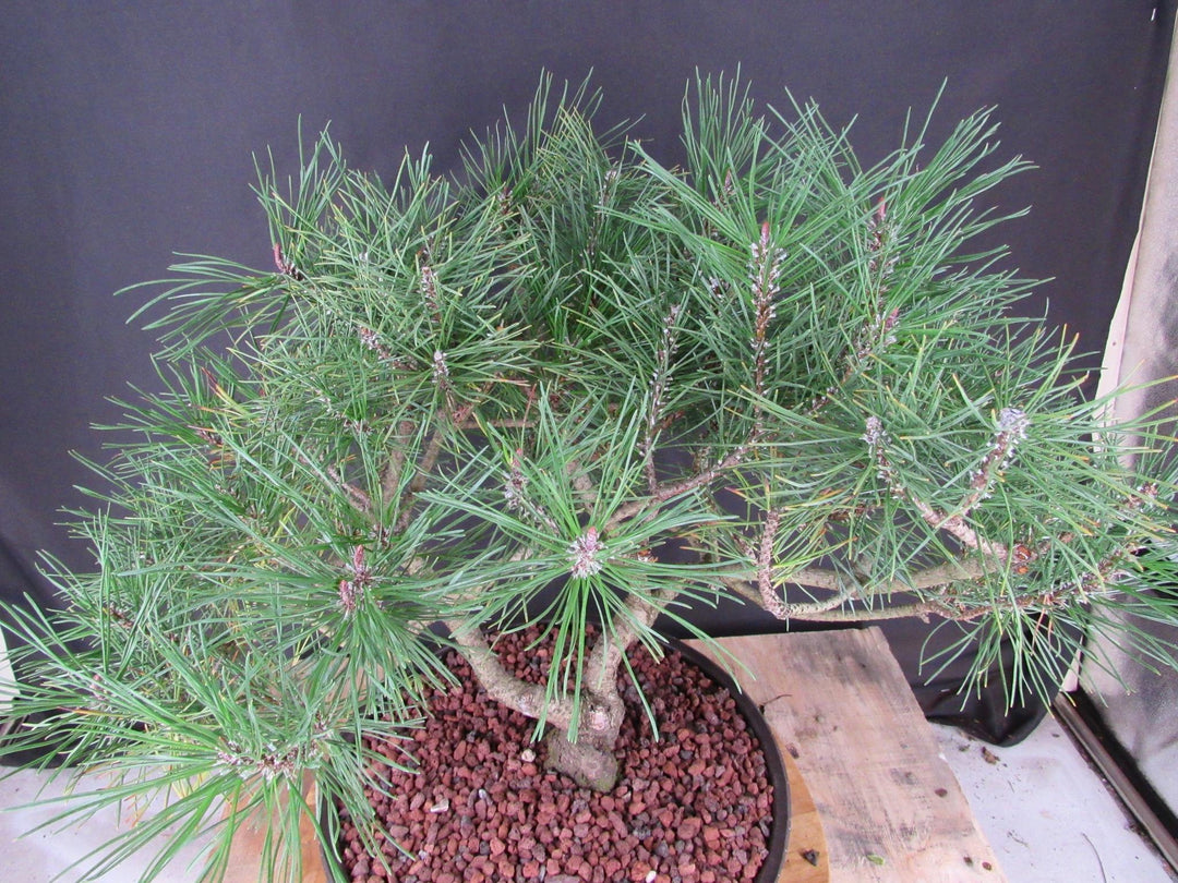 43 Year Old Mugo Pine Specimen Bonsai Tree - Foliage
