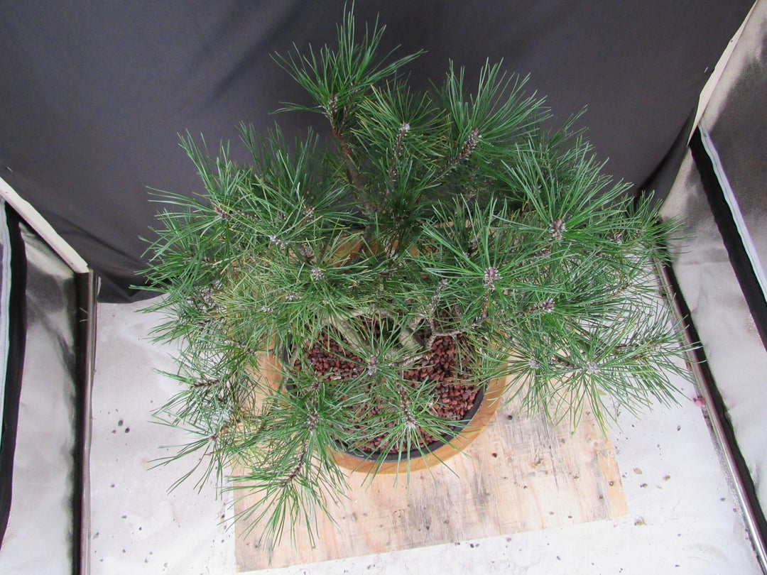 43 Year Old Mugo Pine Specimen Bonsai Tree - Birds Eye