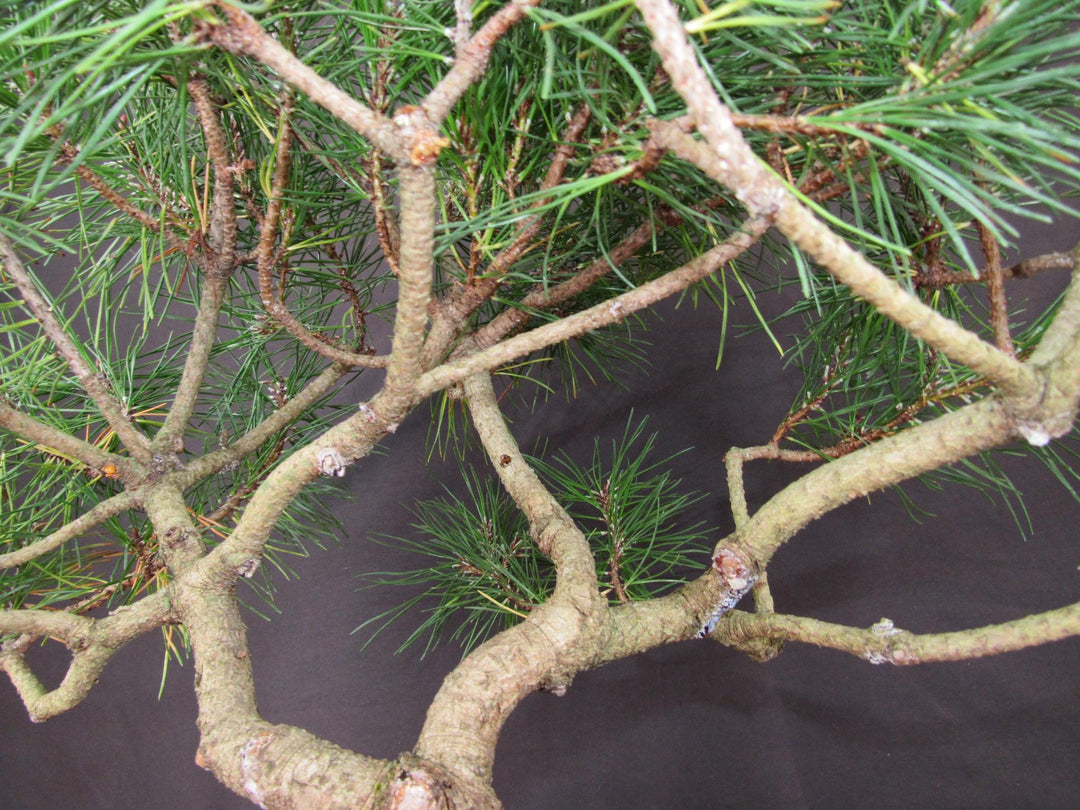 43 Year Old Mugo Pine Specimen Bonsai Tree - Branches