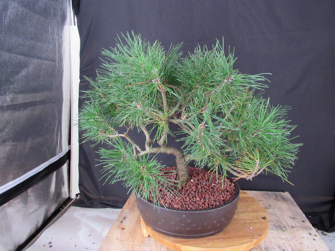 43 Year Old Mugo Pine Specimen Bonsai Tree - Back