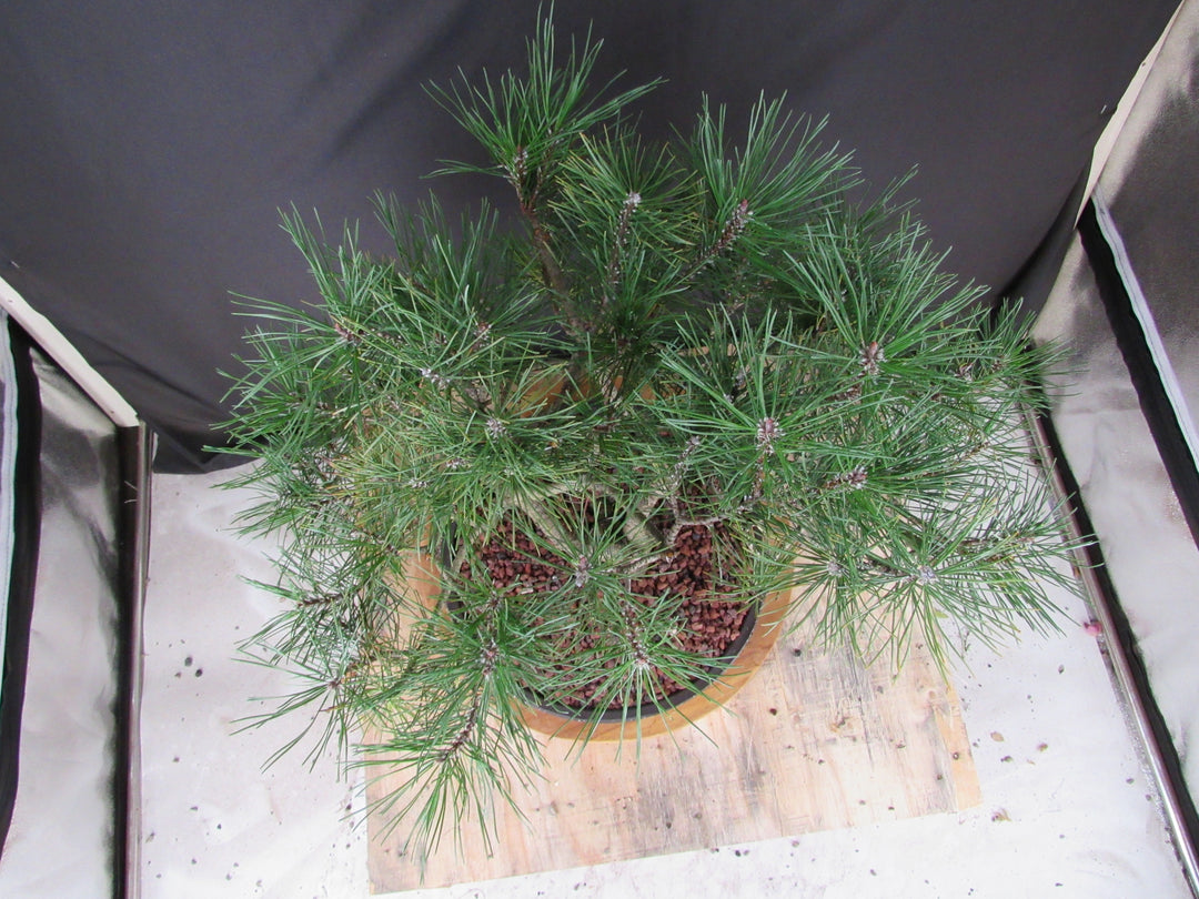 43 Year Old Mugo Pine Specimen Bonsai Tree - Birds Eye