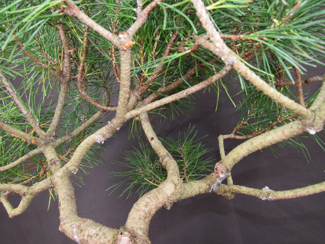 43 Year Old Mugo Pine Specimen Bonsai Tree - Branches