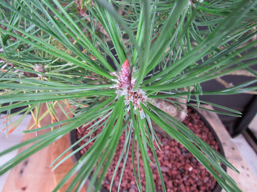 43 Year Old Mugo Pine Specimen Bonsai Tree - Cone