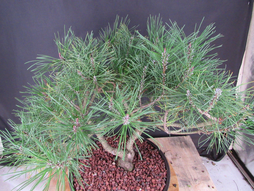 43 Year Old Mugo Pine Specimen Bonsai Tree - Foliage