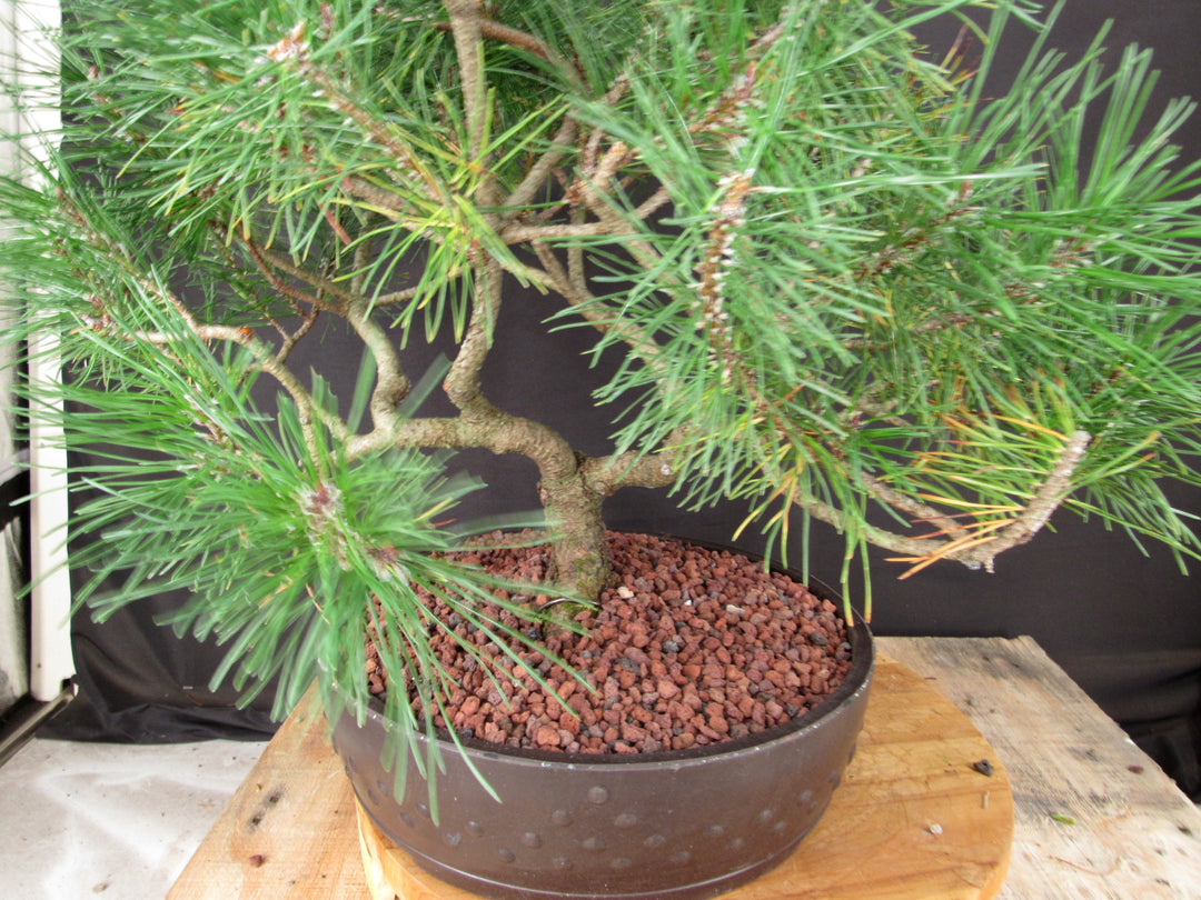 43 Year Old Mugo Pine Specimen Bonsai Tree - Needles