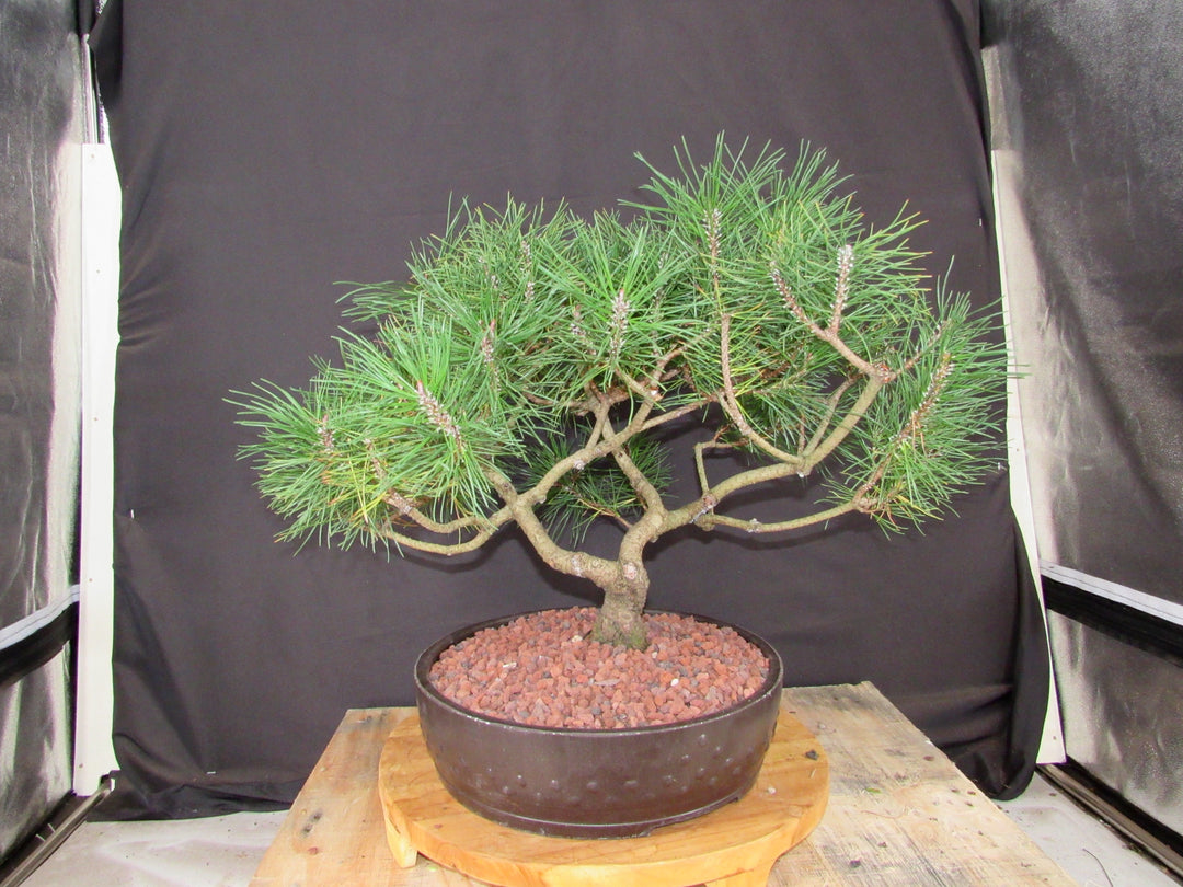 43 Year Old Mugo Pine Specimen Bonsai Tree - Profile