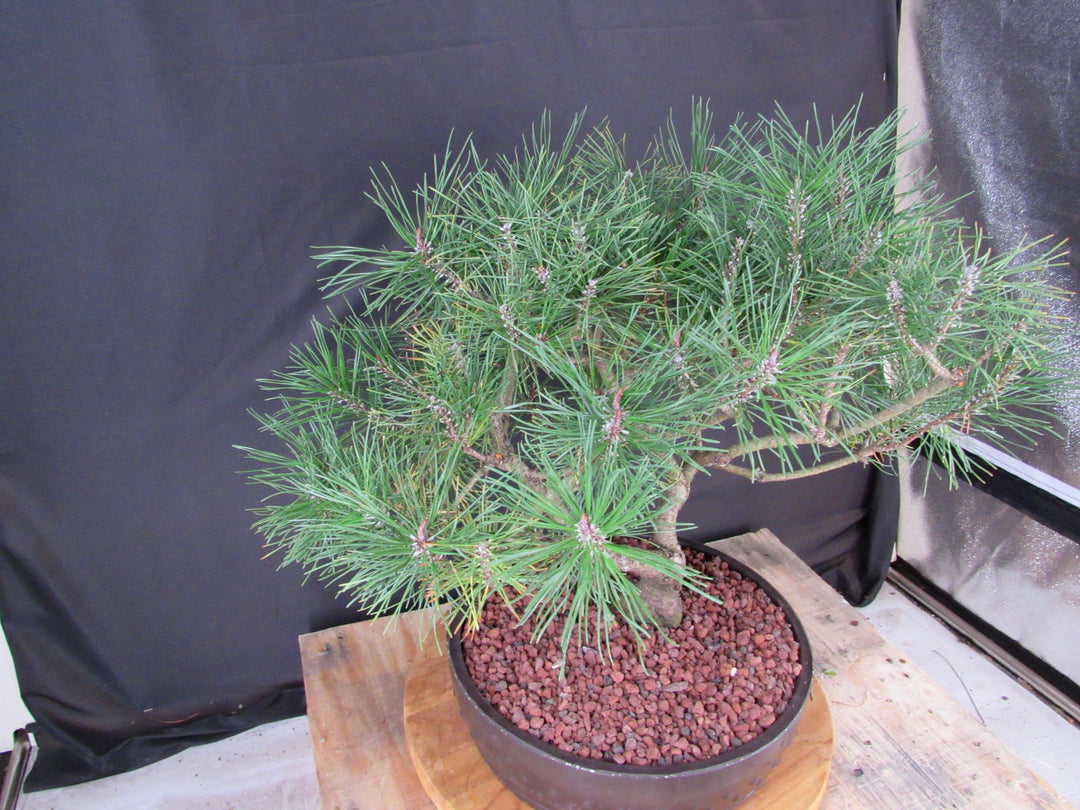43 Year Old Mugo Pine Specimen Bonsai Tree - Side