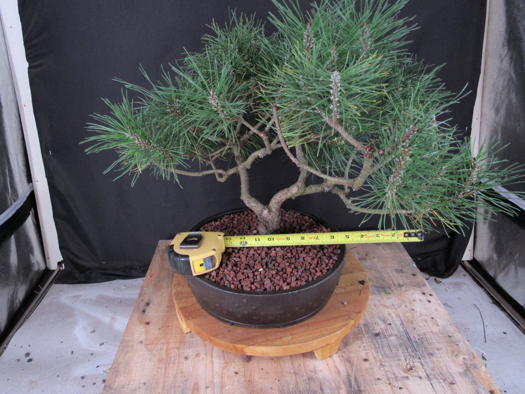 43 Year Old Mugo Pine Specimen Bonsai Tree - Size
