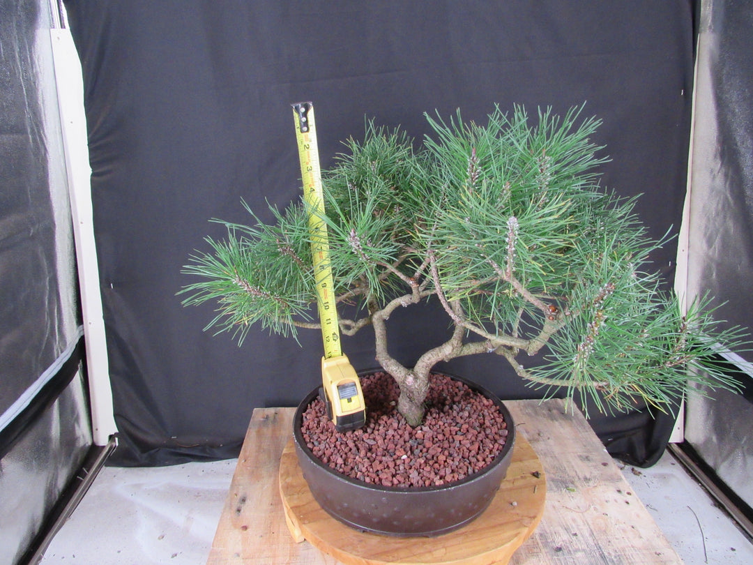 43 Year Old Mugo Pine Specimen Bonsai Tree - Tall