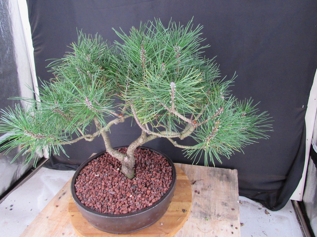 43 Year Old Mugo Pine Specimen Bonsai Tree - Top