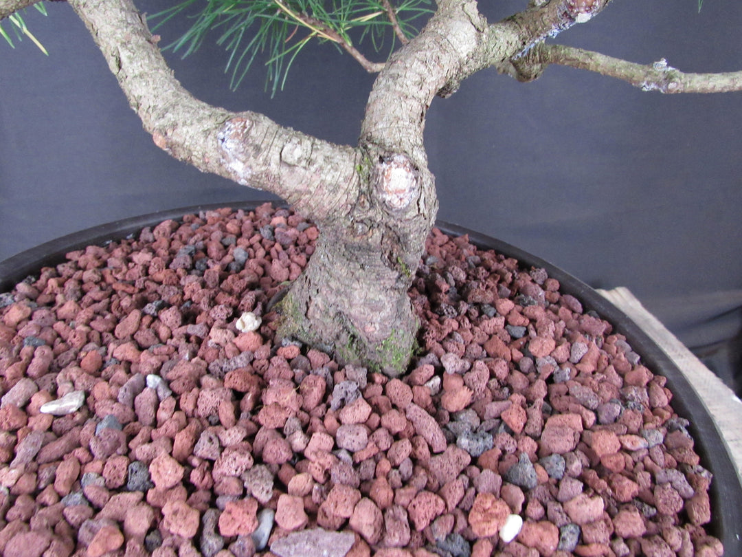43 Year Old Mugo Pine Specimen Bonsai Tree - Trunk