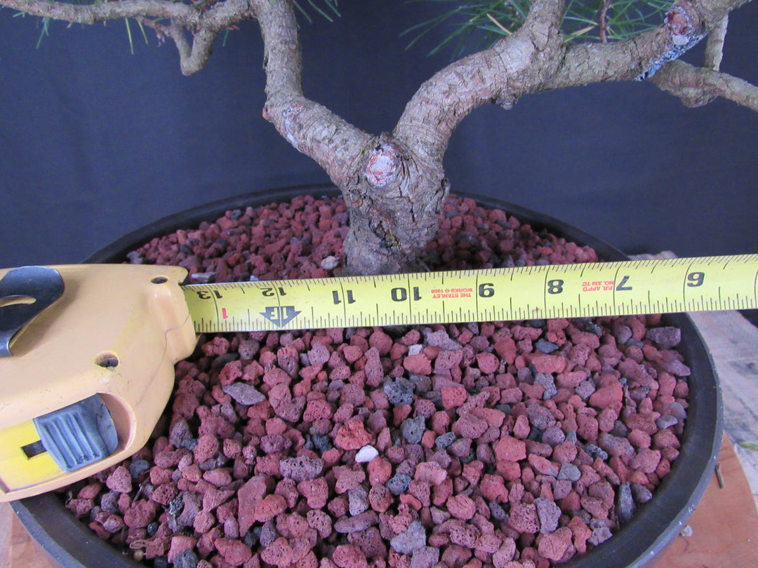 43 Year Old Mugo Pine Specimen Bonsai Tree - Width