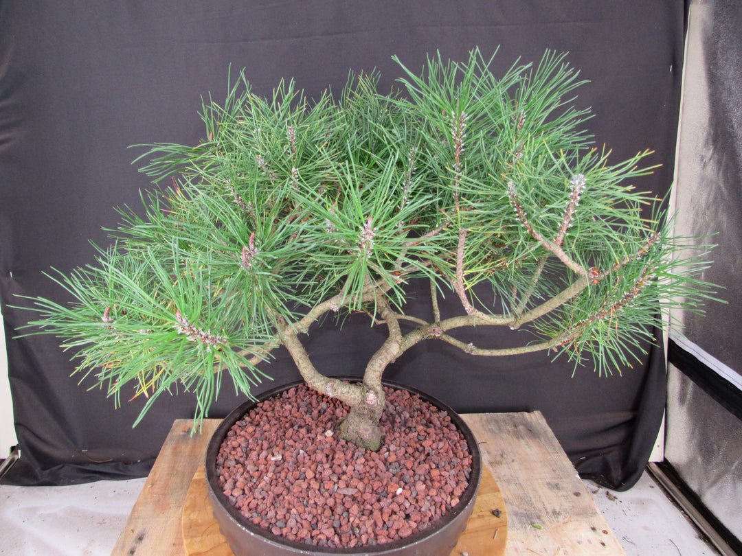 43 Year Old Mugo Pine Specimen Bonsai Tree