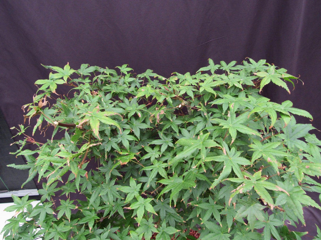 44 Year Old Shindeshojo Japanese Maple Specimen Bonsai Tree Summer Foliage