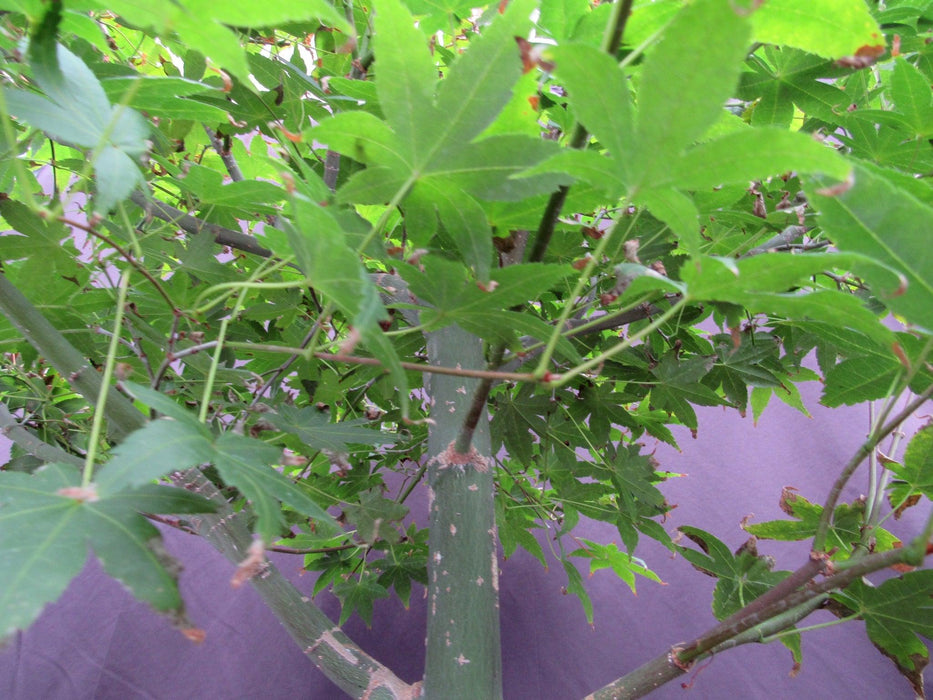 44 Year Old Shindeshojo Japanese Maple Specimen Bonsai Tree Branch Structure