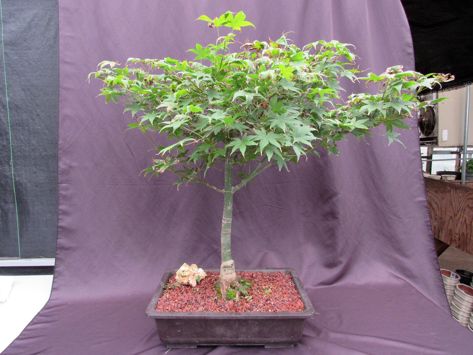 44 Year Old Shindeshojo Japanese Maple Specimen Bonsai Tree Back